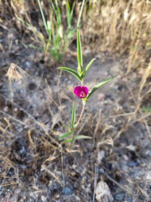 Winecup clarkia