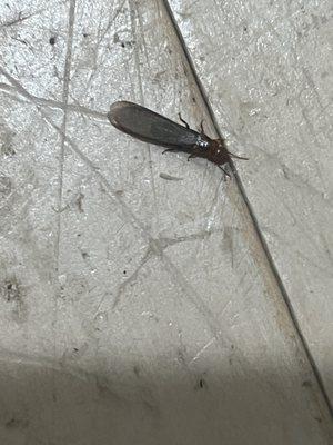 happy healthy termites after a second "extermination" treatment and technician drilling a bunch of holes in my wall.