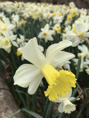 Daffodils