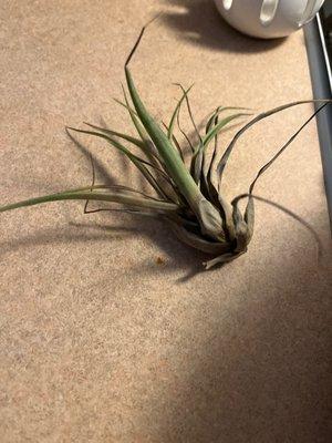 RIP air plant. I didn't know you long.