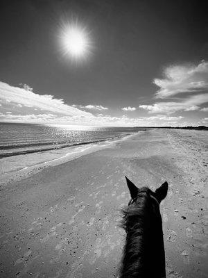 Two-bit Stable Horseback Riding On The Beach