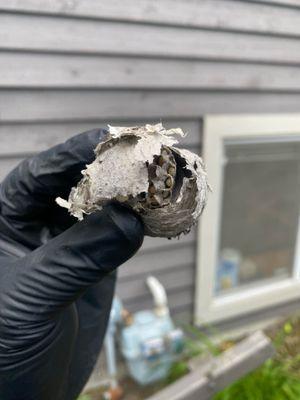 Wasp nest removed.