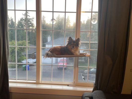 Cubby my dog enjoying some hang time in the window