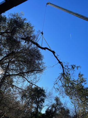 Branch removal