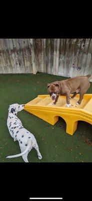 Argos playing in their yard with a friend