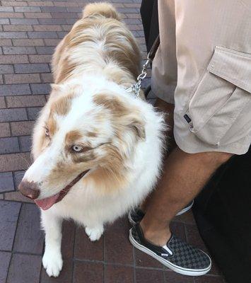 Red Merle Aussie