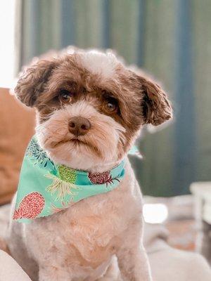 Wallaby after his hair cut