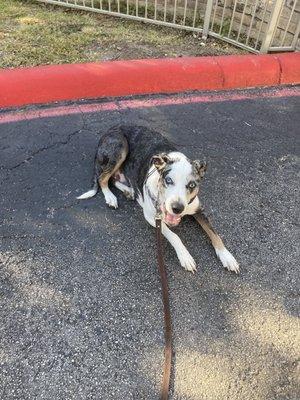 Jackson here to get trained. Fearful strong dog that needed training so they told owners to get him trained and now her is a confident dog.