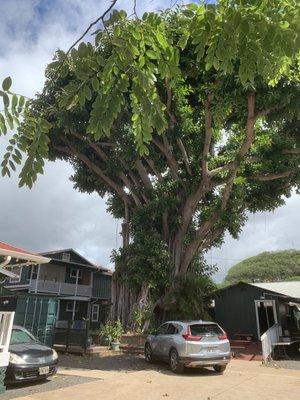 10/19/22 towering tree next to the store