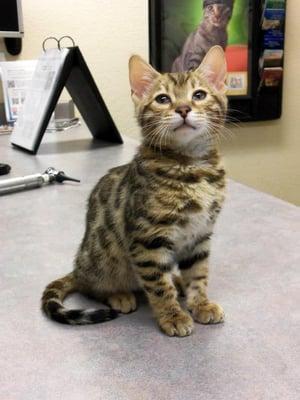 Pretty Bengal kitten waiting for his examination.