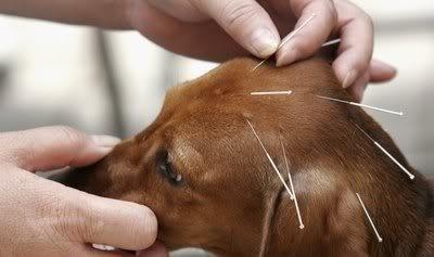 Acupuncture with dry needles.