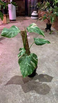 Monstera Albo 8" from $350