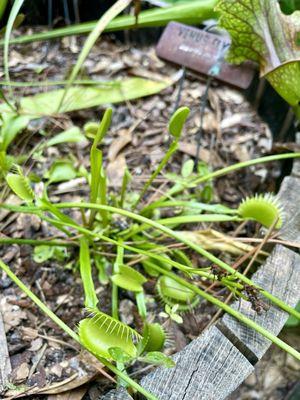 Venus flytrap