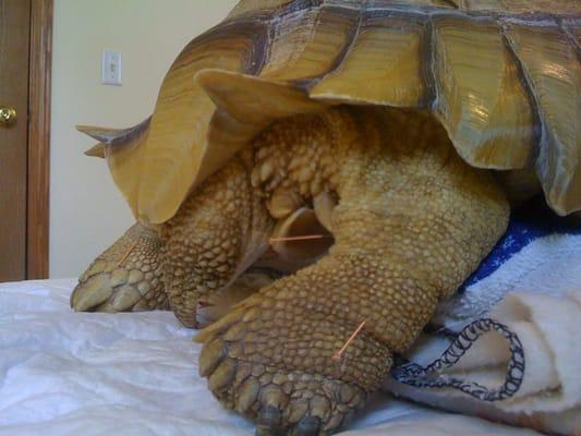 A tortoise ned Freddie getting acupuncture for hind end weakness