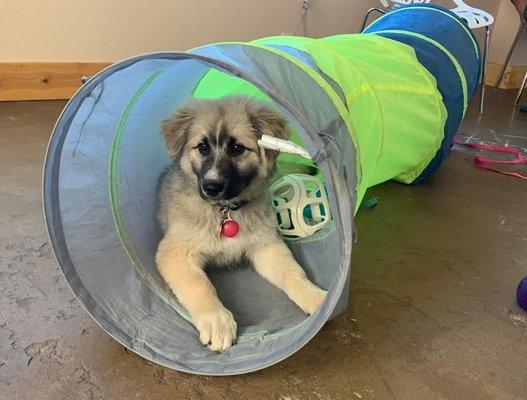 Puppy Kindergarten