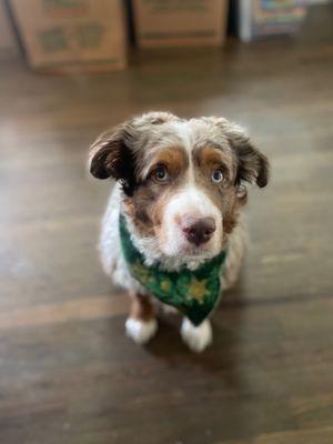 My dog Billy after his Christmas groom!