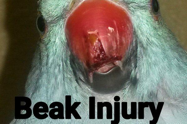 Beak Injury day 1