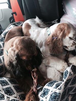 Fresh and clean doggies feeling good after their visit to the groomer and loving their new bed and chew bones!