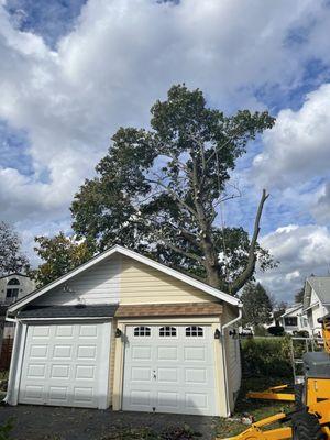 Large tree removal