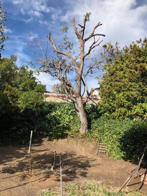 Rodriguez Tree Services