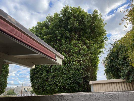 Overgrown ficus trees that vision community managers refuse to trim. Ruining our pool pump!