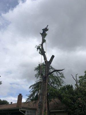 Tree removal with ropes