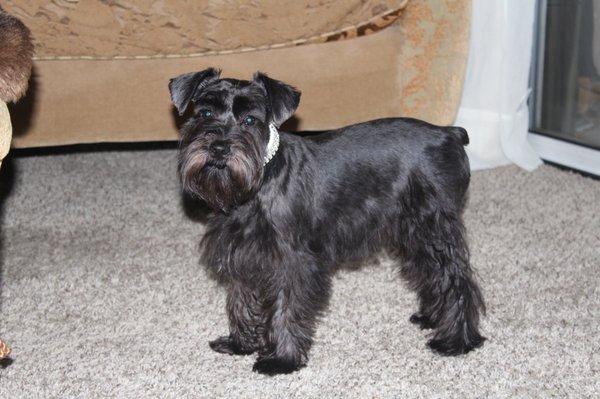 My happy puppy after her first haircut