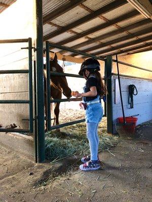 Feeding the horses some carrots