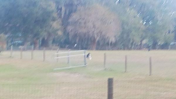 A close up of the gate so you can see that it's open