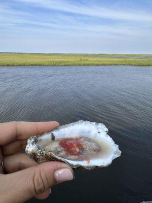 Oysters