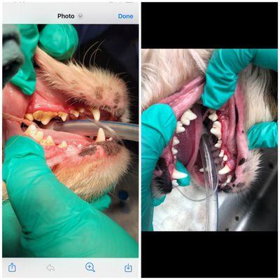 Before & after pictures of my Lulu's teeth.  If your dog needs their teeth clean give VCA Castle Hills a call. Great job!!