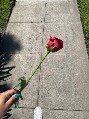 Gifted a rose after my session!