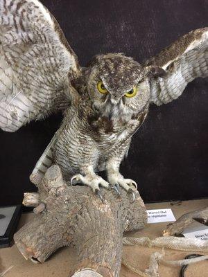 Great horned owl