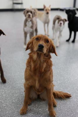 Practicing good manners - "sit"! Good dog!