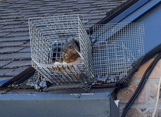 The one-way door with a squirrel just outside of it, and one more (just barely visible) waiting to get out.