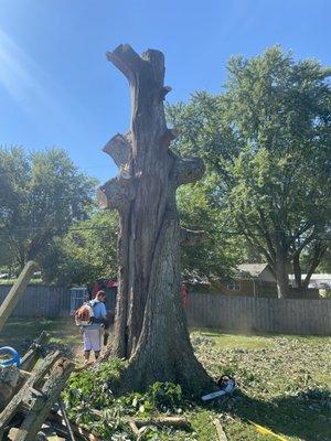 Oak tree removal