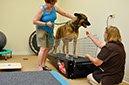 Exercise Therapy at Chicago Animal Rehab.