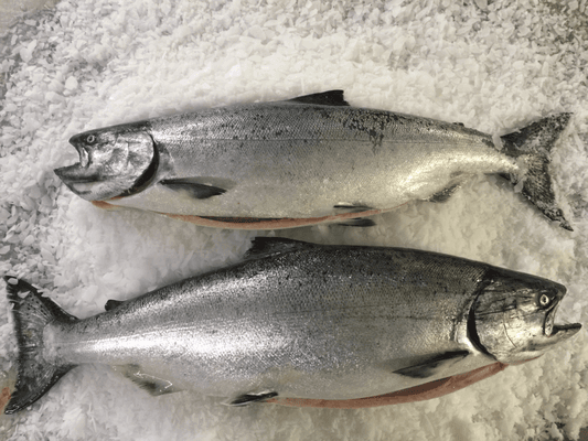 Delicious Winter King Salmon