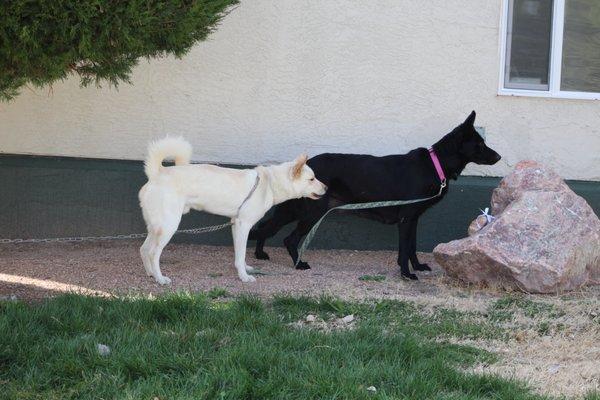 Mikasa (blk gsd), Ichigo (up for rehoming)