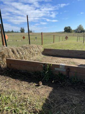 Little field mice came to visit.