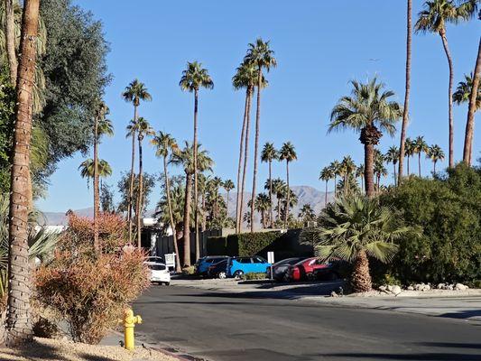 Gorgeous Palm Springs, taken from outside my resort where Mom picked me up.