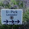 Lavendar growing in the ACHS Botanical Teaching Garden.