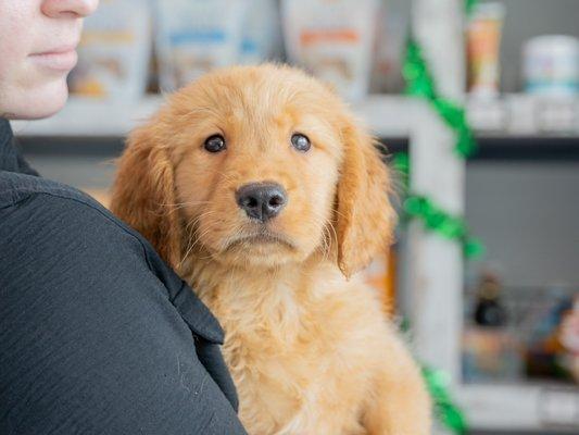 Golden Retriever