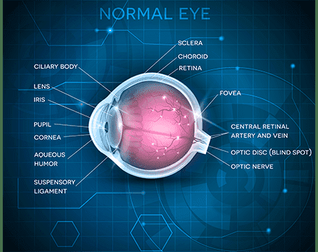 Eye