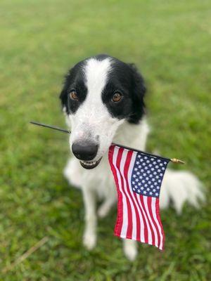 *Fireworks terrify pets.