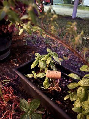 Basil growing right next to you