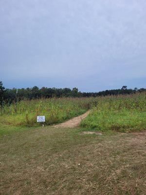 Corn maze