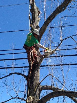 Tree Trimming in Toms River!