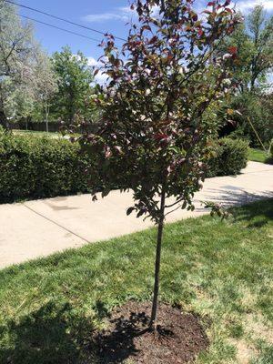 Our new Prairie Fire crab apple.