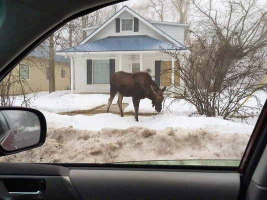 Winter at The Lake Street Cottage. The moose love some of the foliage in town.